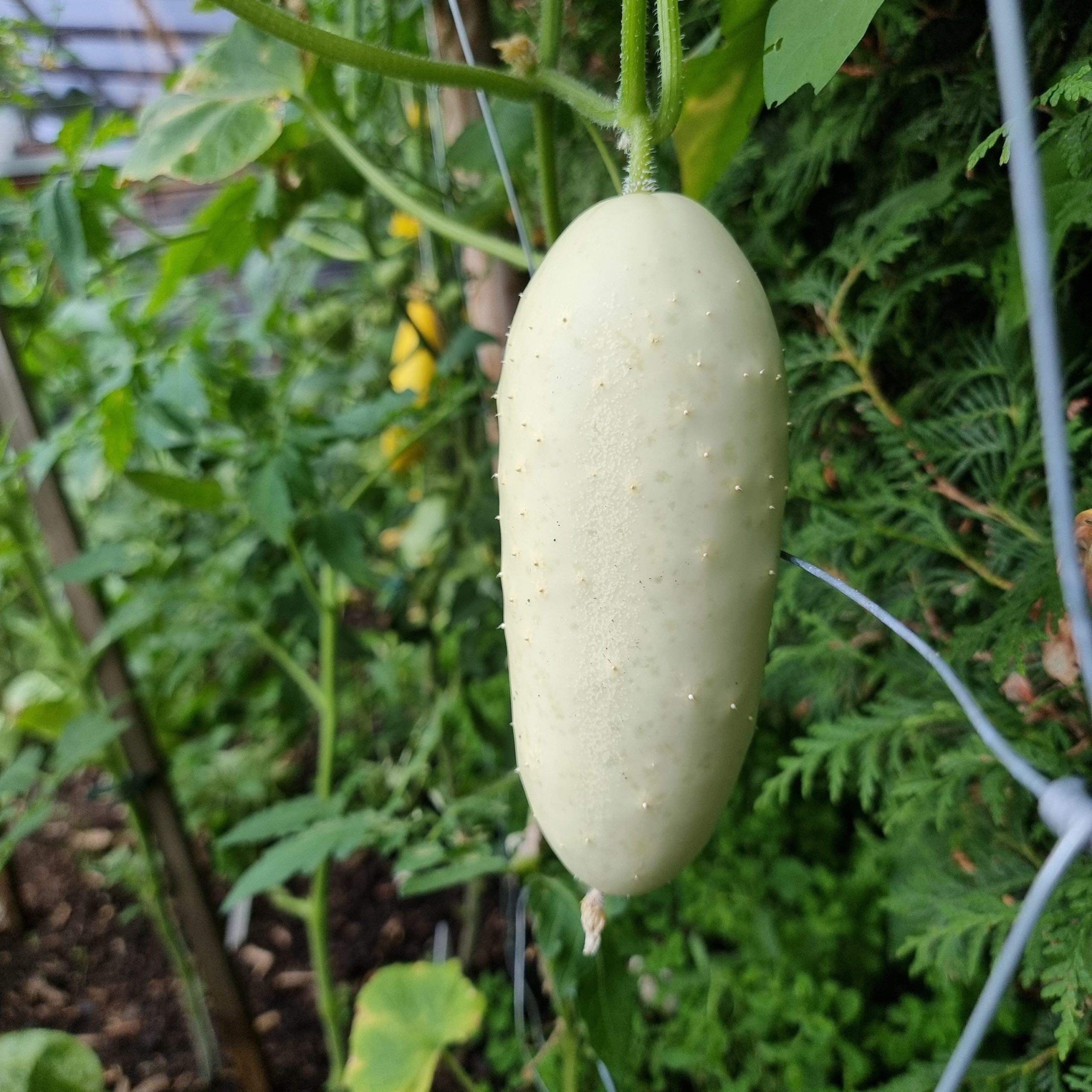 Redlands Long White Gurke eine ideale weisse Gurke für das